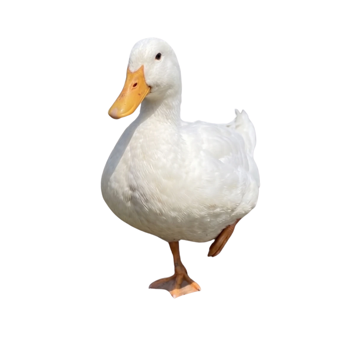 鲜鸭全禽